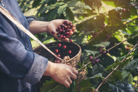 hands harvest coffee bean ripe Red berries plant fresh seed